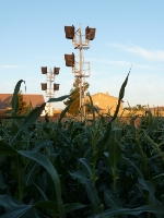 Signals Among The Corn
